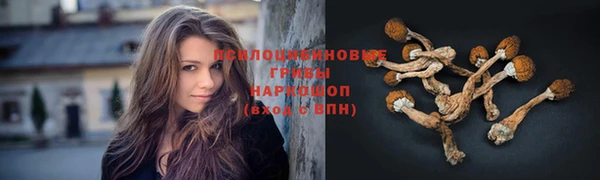 прущие грибы Дмитровск
